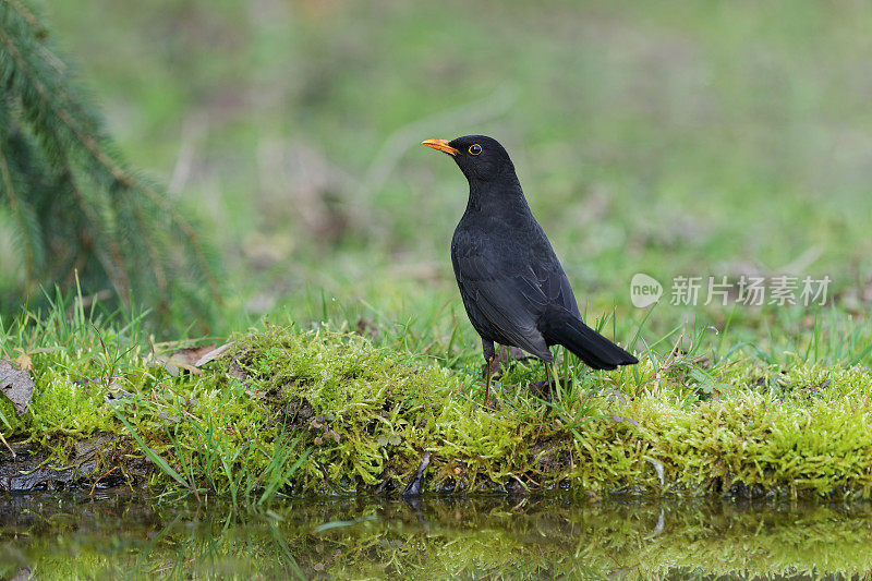 雄性黑鹂(Turdus merula)